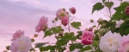 cCе޹˾